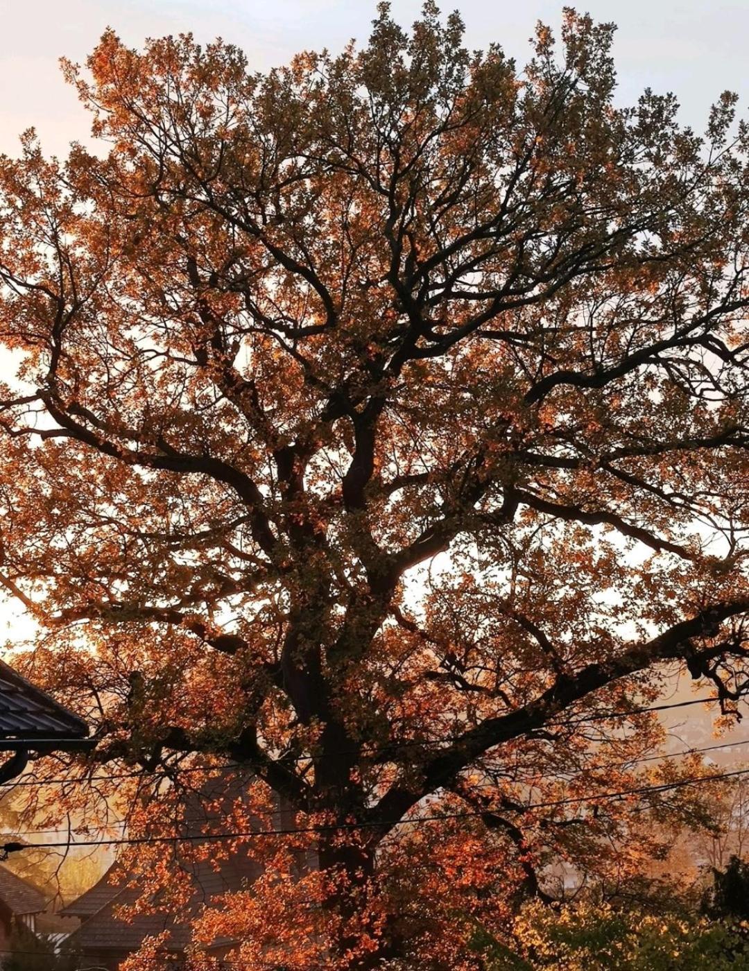 The Little Oak - Tiny House With Bed On Mezzanine & Terrace - From 1 To 4 P Disney, Paris & Cdg Pomponne Exteriér fotografie